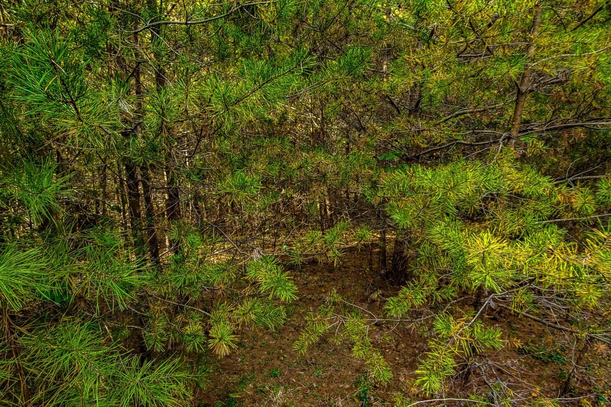 1 Acre (Unrestricted) in Wilkes County, NC! Dream Big Land