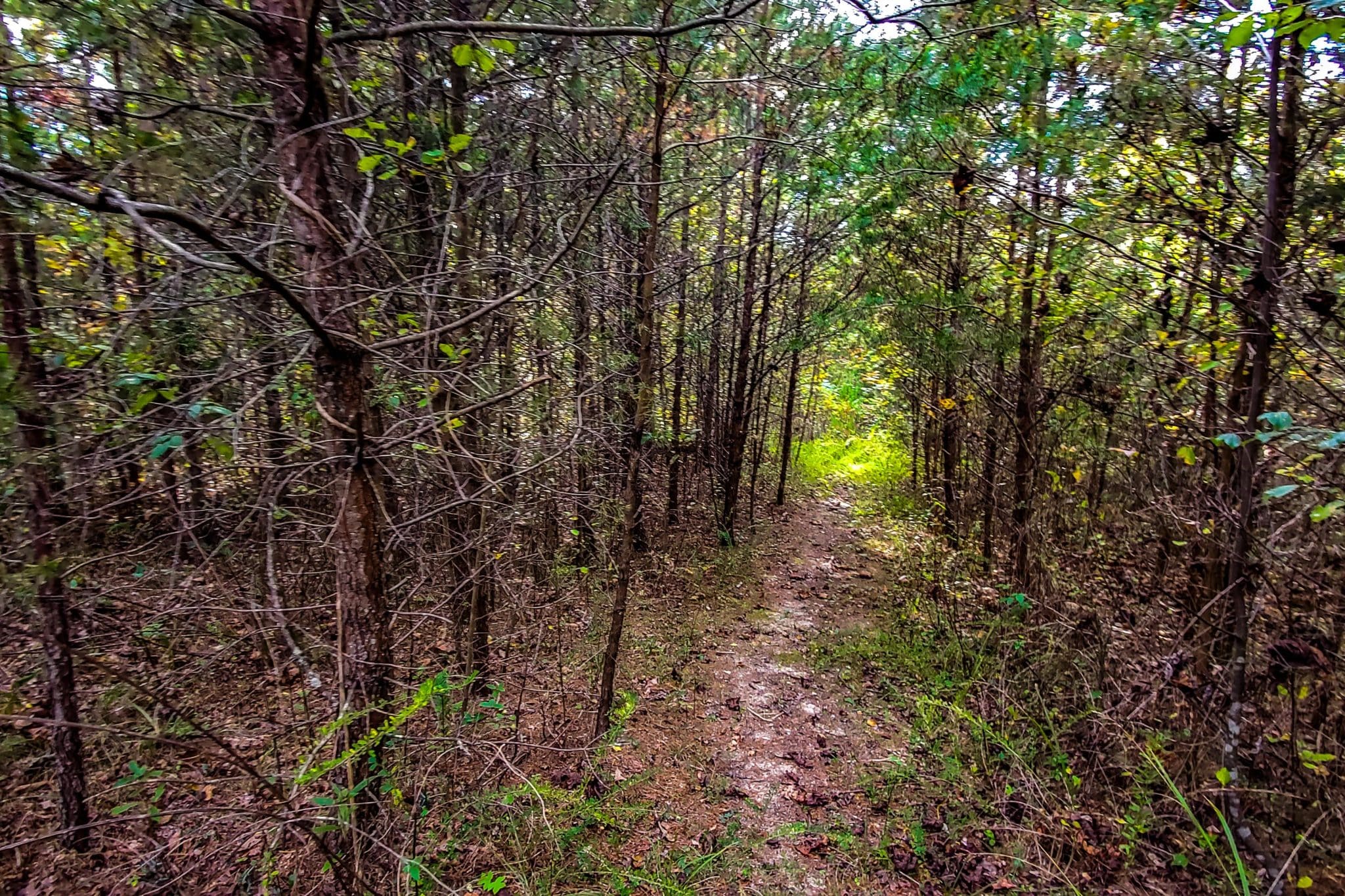 1 Acre (Unrestricted) in Wilkes County, NC! Dream Big Land