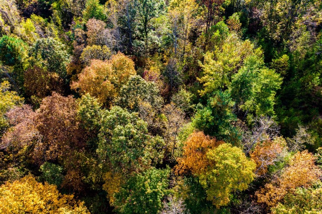 1 Acre (Unrestricted) in Wilkes County, NC! Dream Big Land