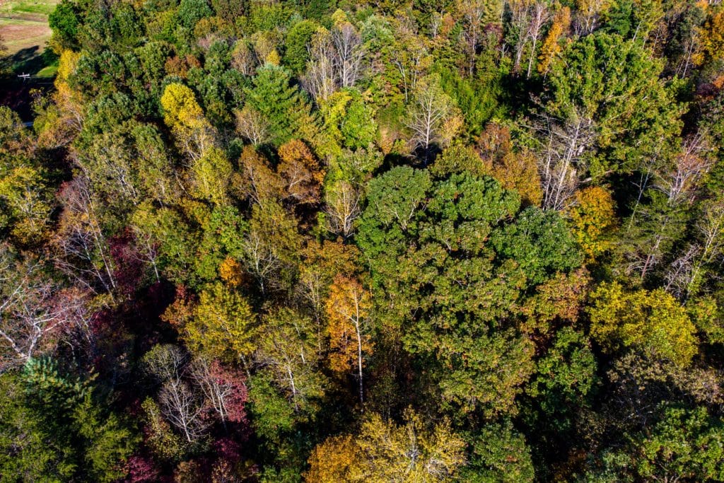 1 Acre (Unrestricted) in Wilkes County, NC! Dream Big Land