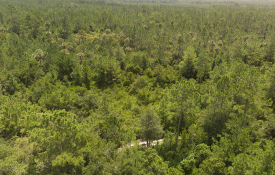 Get this Beautiful 1.14 acre Lot For Sale in Putnam County, FL! Only $500 Down!